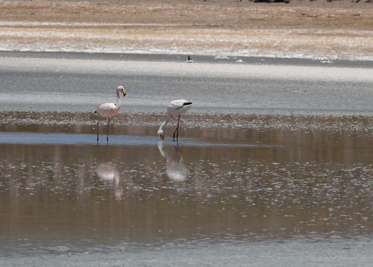 James's Flamingo - ML643605971