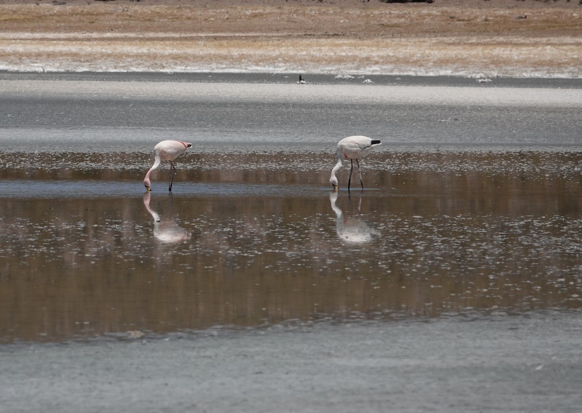 James's Flamingo - ML643605972