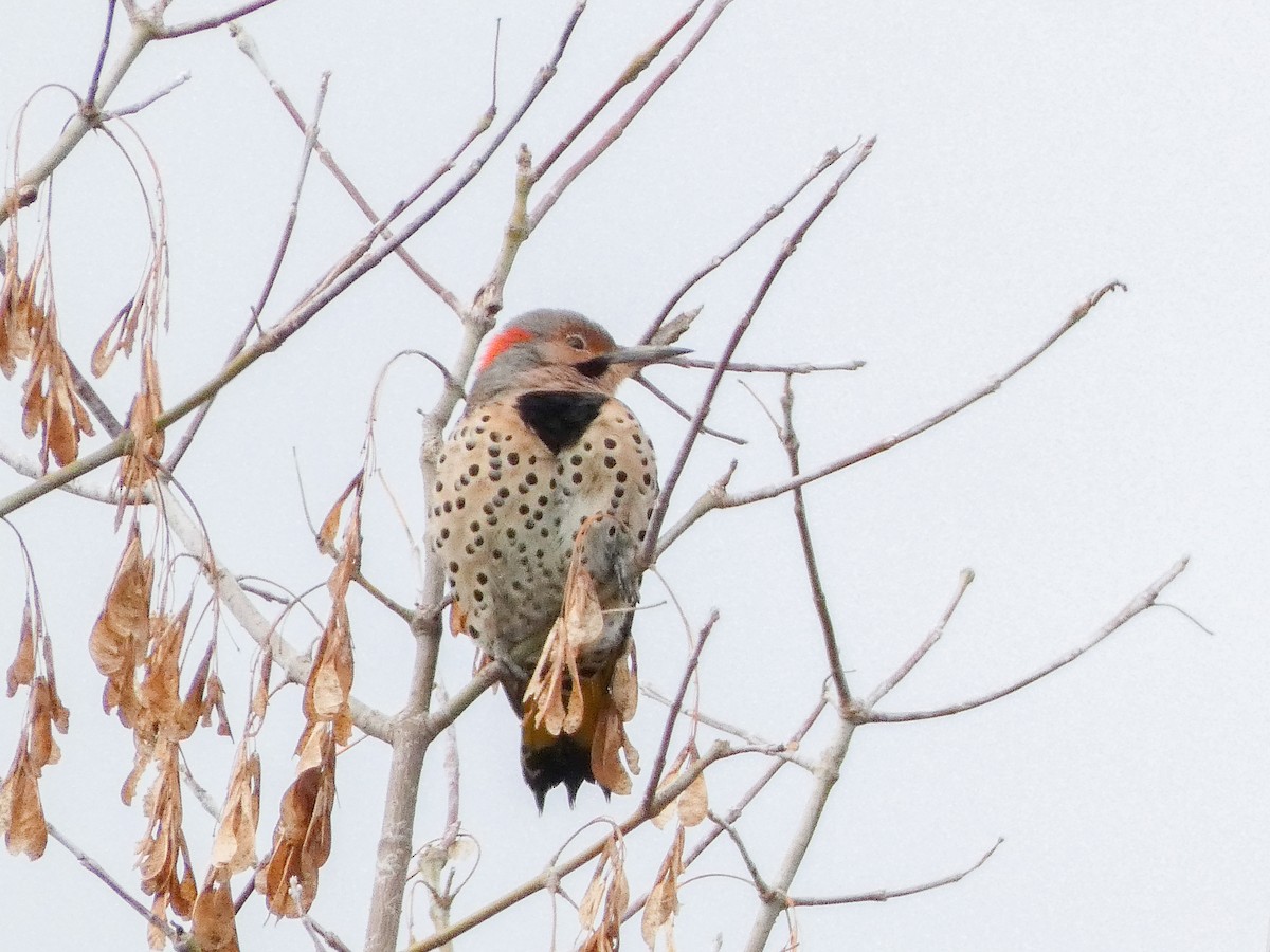 Northern Flicker - ML643606023