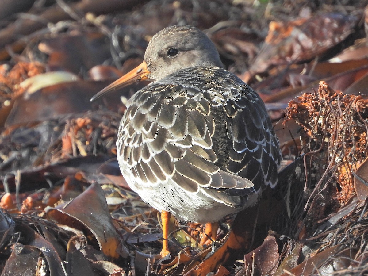 Purple Sandpiper - ML643606030