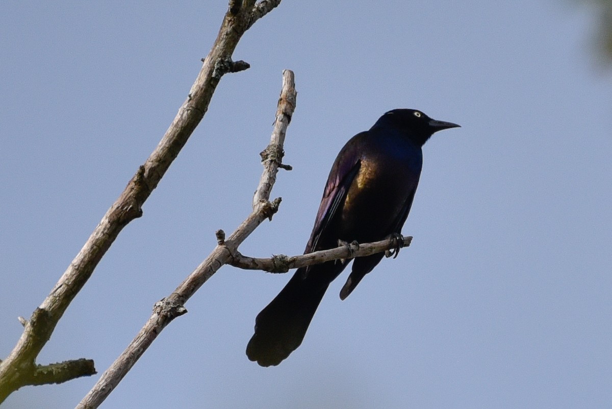 Common Grackle - ML643606036
