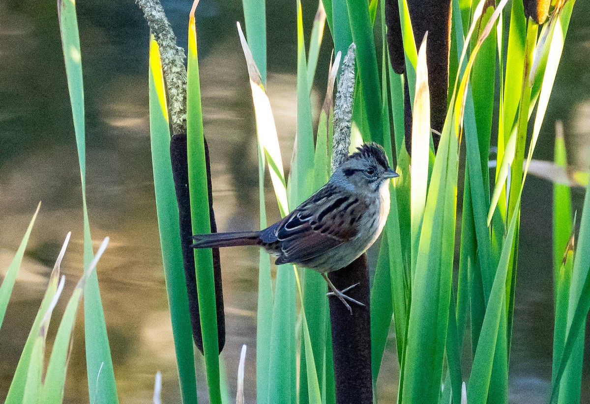 Swamp Sparrow - ML643606040