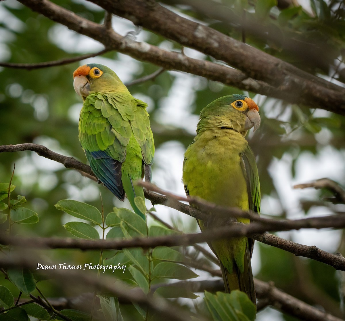 Aratinga Frentinaranja - ML643606046