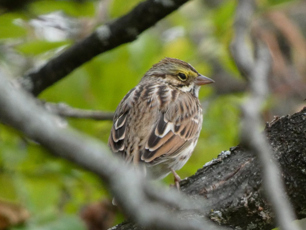 Savannah Sparrow - ML643606067