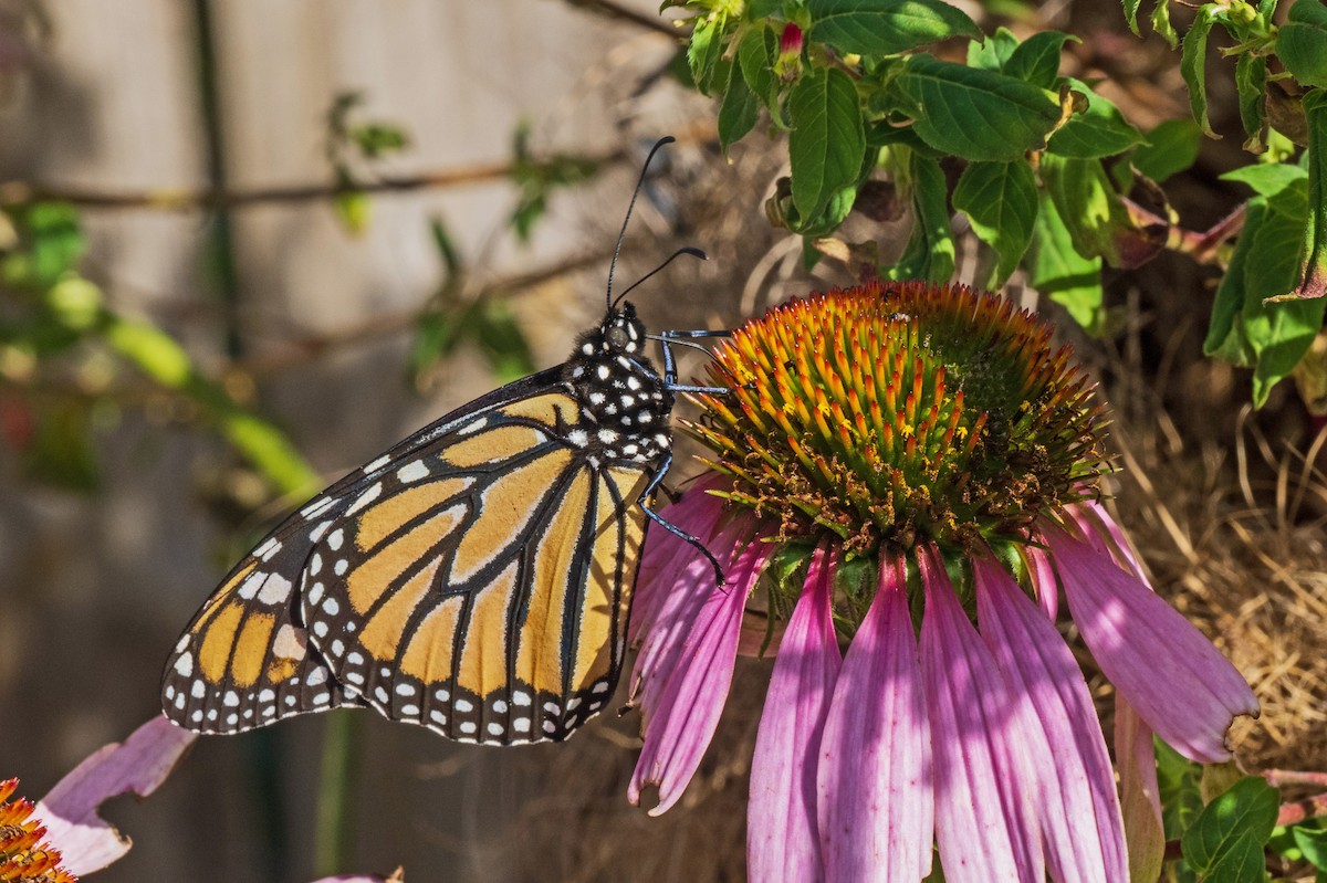 Migratory Monarch - ML643606071