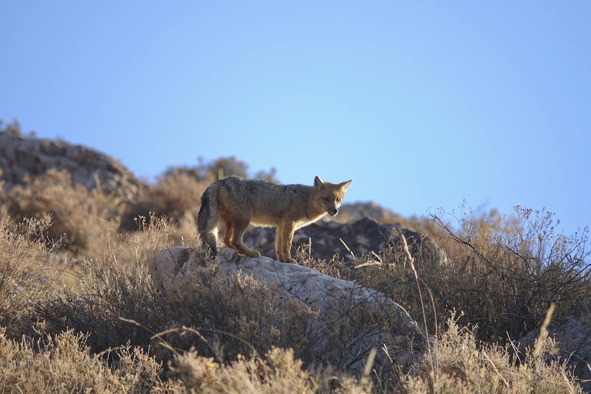 Culpeo - ML643606074