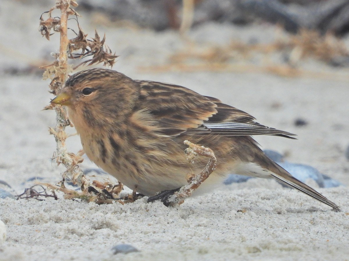 Twite - ML643606087