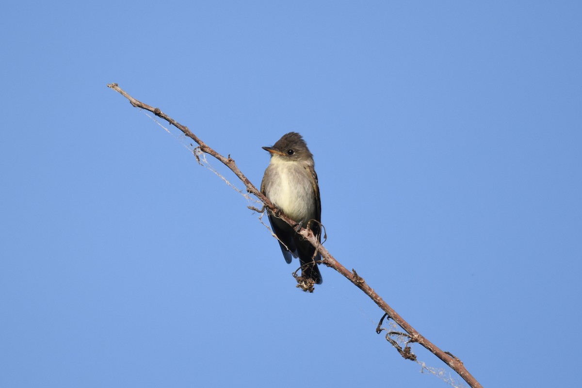 Eastern Wood-Pewee - ML643606094