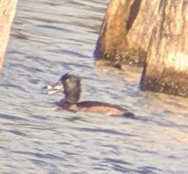 Ring-necked Duck - ML643606114