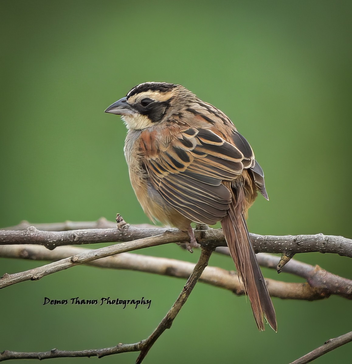 Чінголо широкобровий - ML643606115