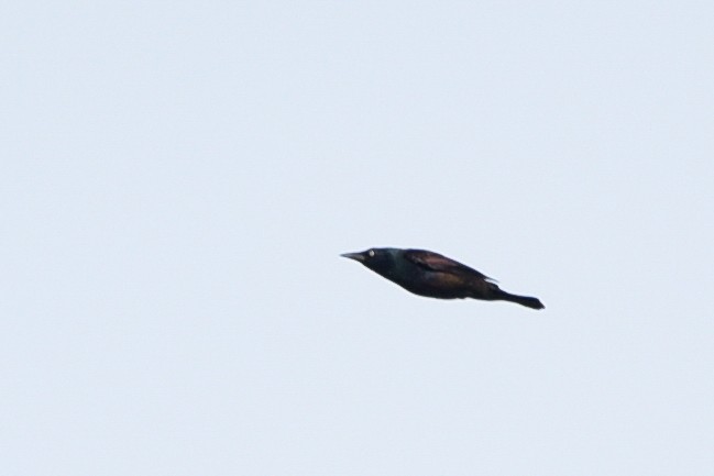 Common Grackle - ML643606123