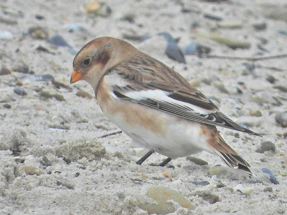 Snow Bunting - ML643606126