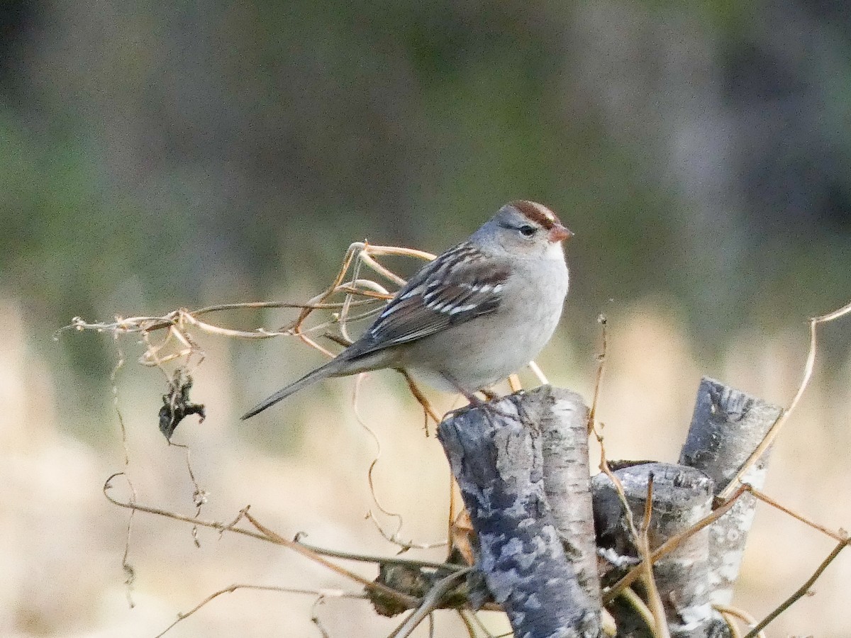 White-crowned Sparrow - ML643606133