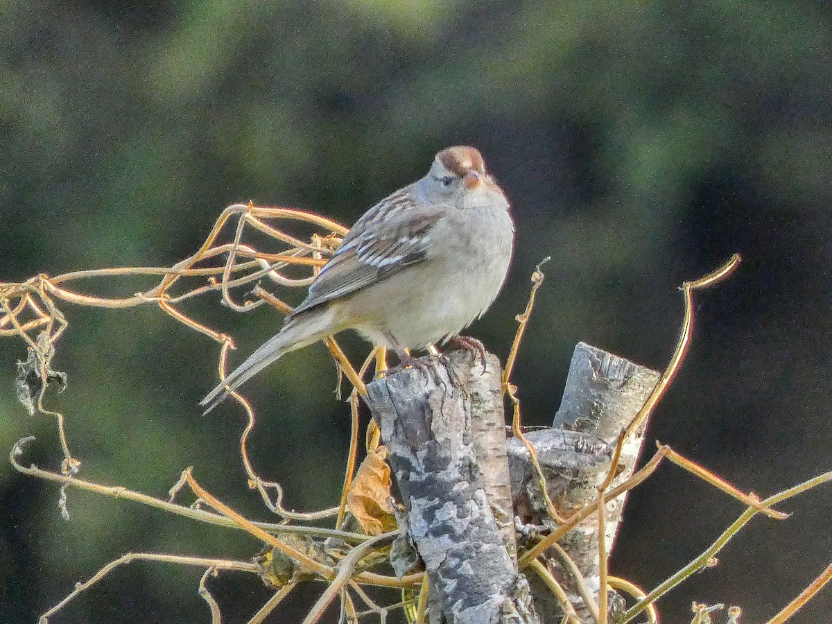 White-crowned Sparrow - ML643606134