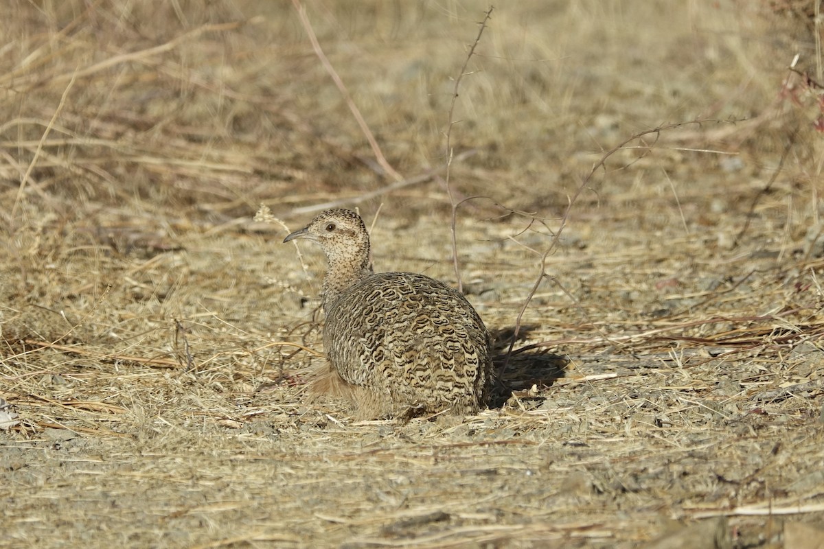 Tinamou orné - ML643606140