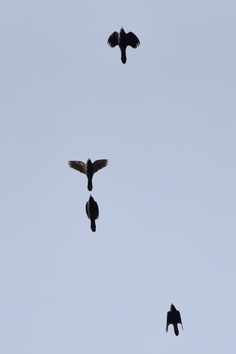 Common Grackle - ML643606144