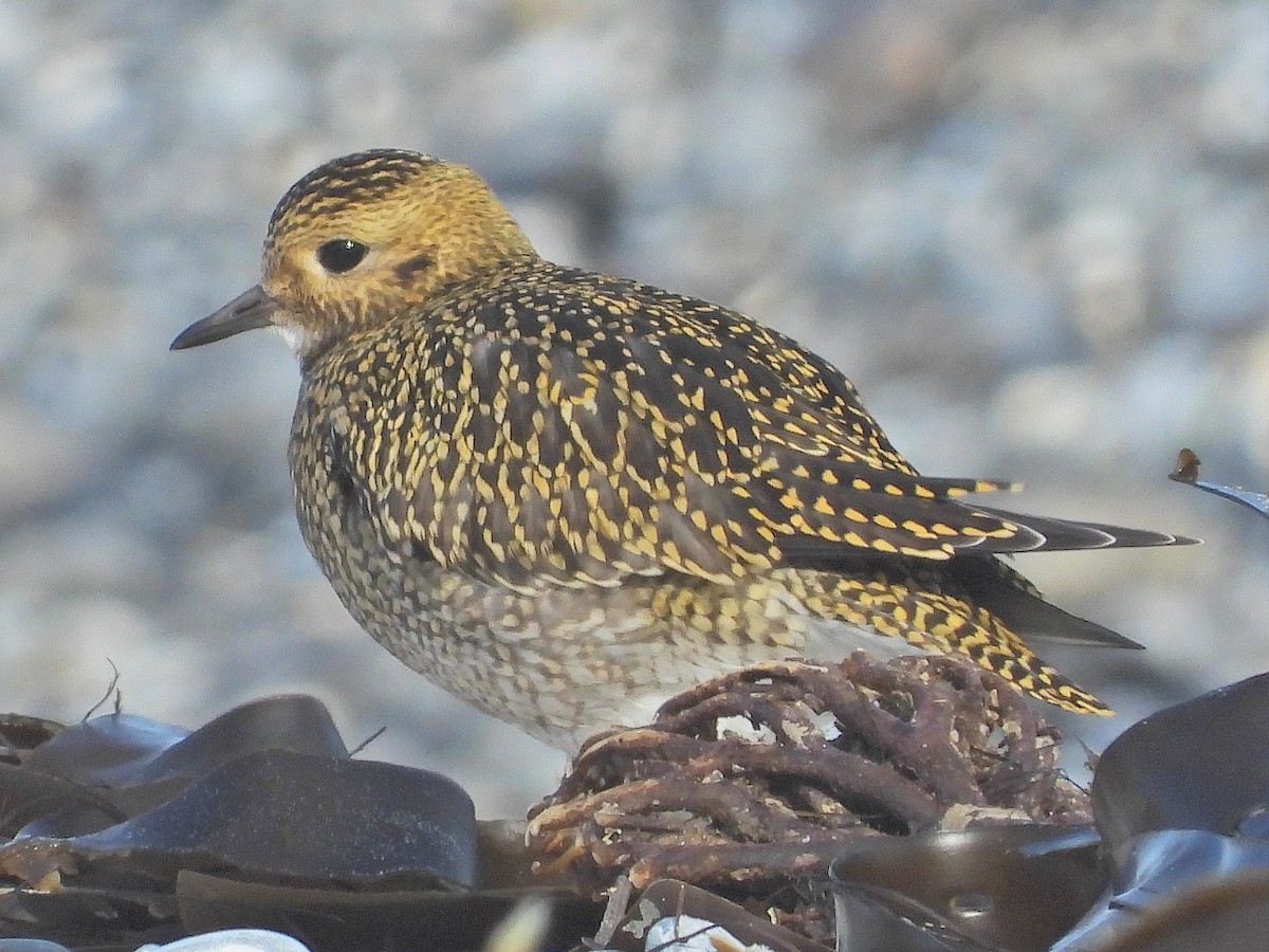 European Golden-Plover - ML643606146