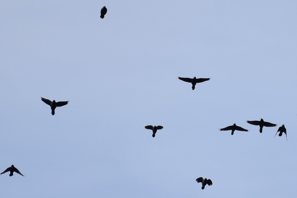 Common Grackle - ML643606150