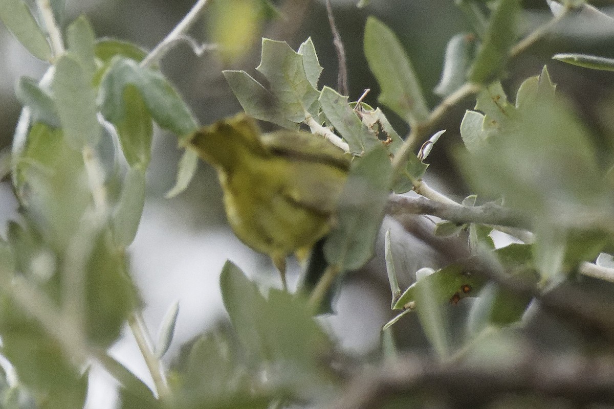 Northern Yellow Warbler - ML643606154