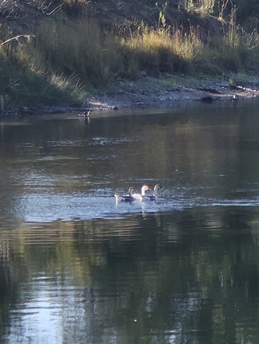 Swan Goose (Domestic type) - ML643606158