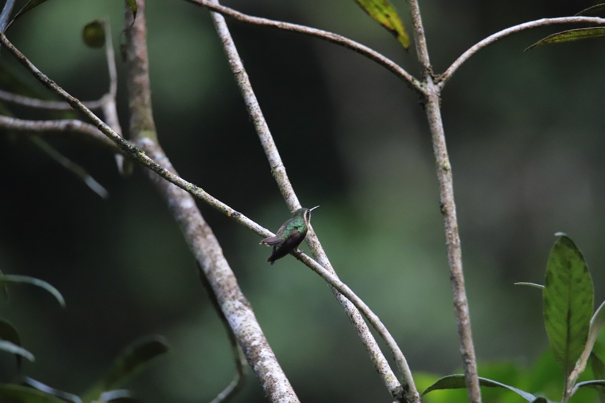 Speckled Hummingbird - ML643606161