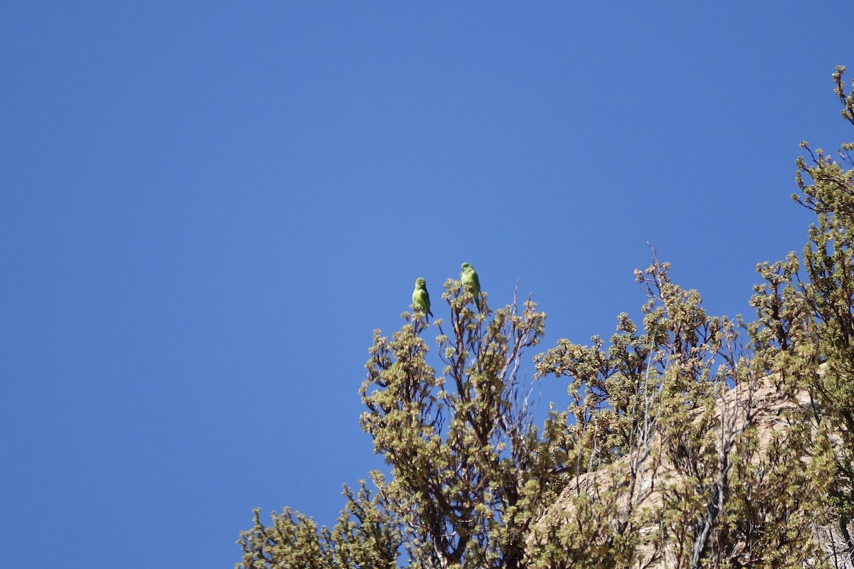 Mountain Parakeet - ML643606167