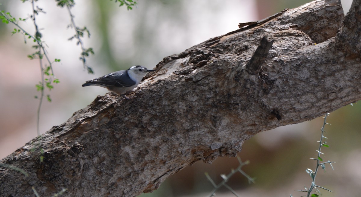 White-breasted Nuthatch - ML643606176