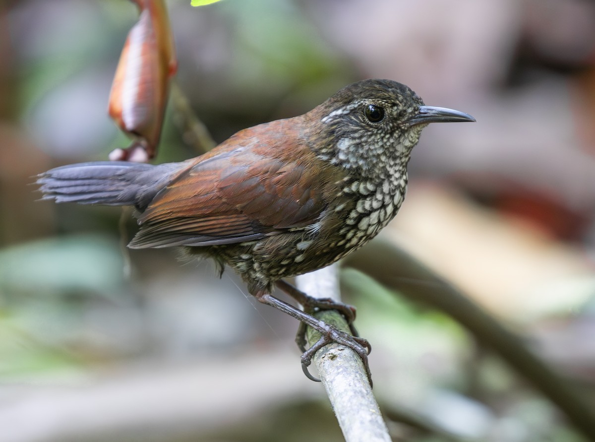 Sharp-tailed Streamcreeper - ML643606225
