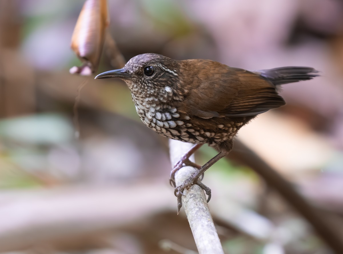 Sharp-tailed Streamcreeper - ML643606226