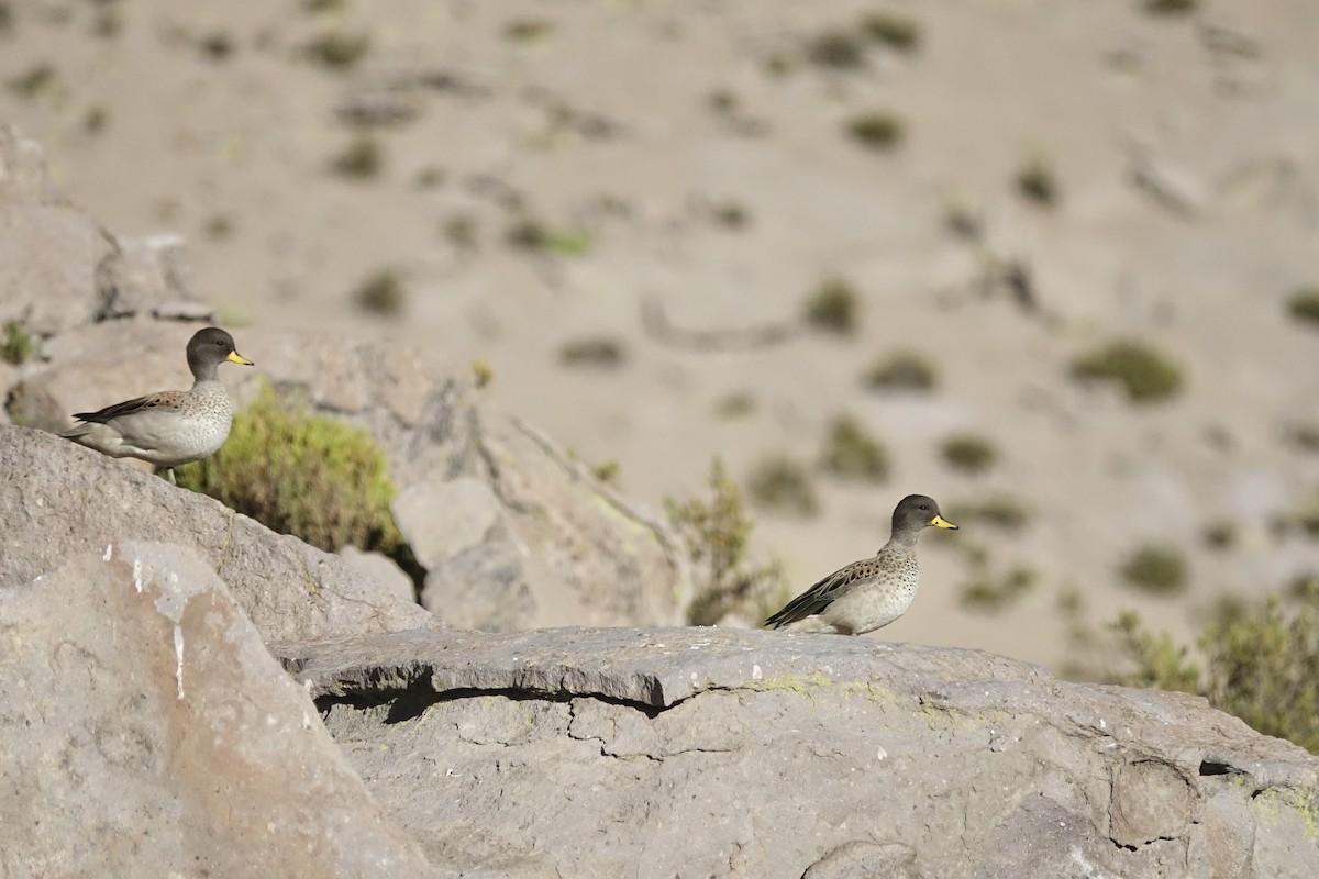 キバシコガモ（oxyptera） - ML643606230