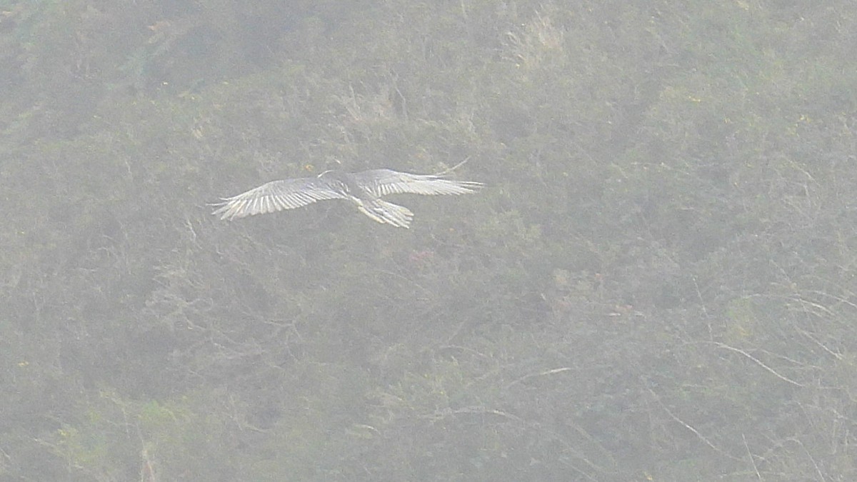Bearded Vulture - ML643606233