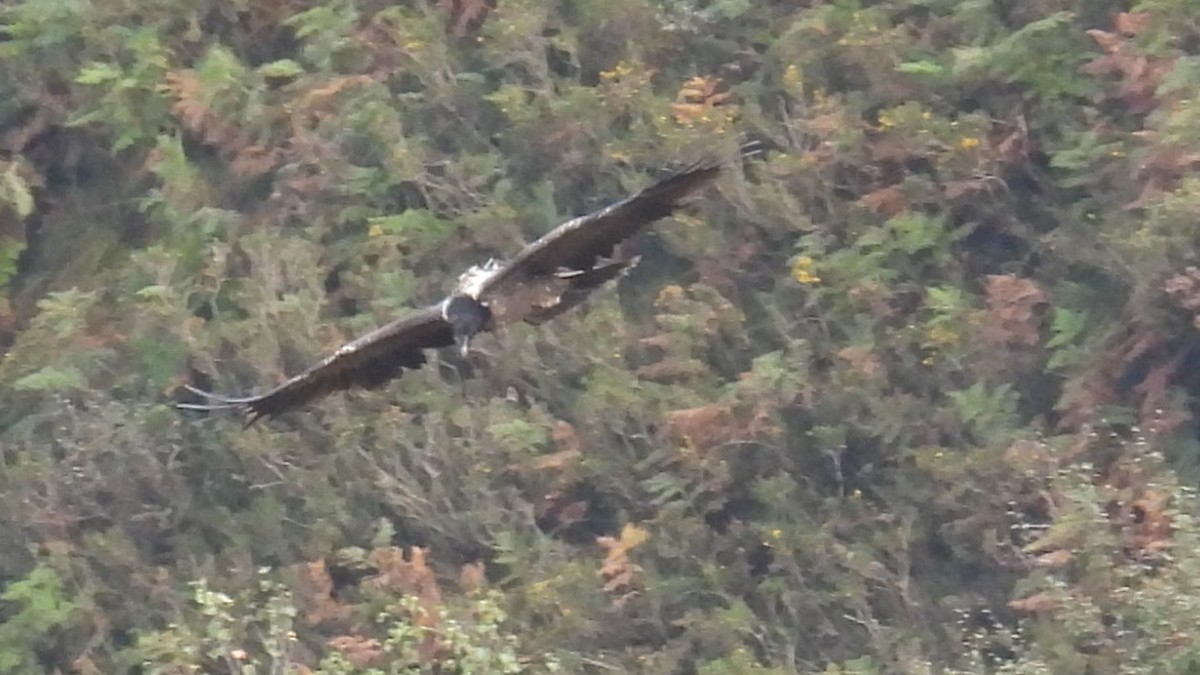 Bearded Vulture - ML643606234