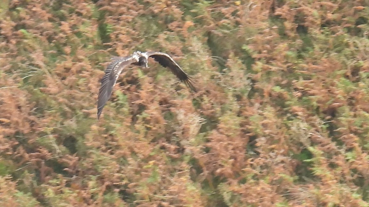 Bearded Vulture - ML643606235