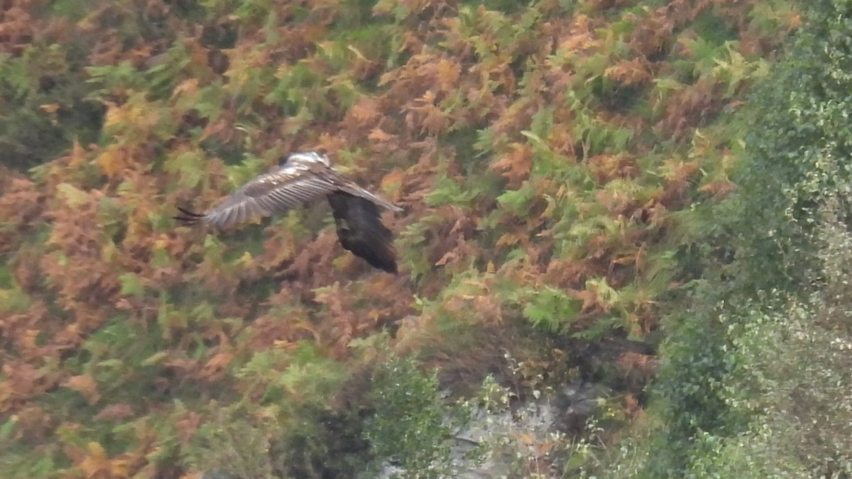 Bearded Vulture - ML643606236