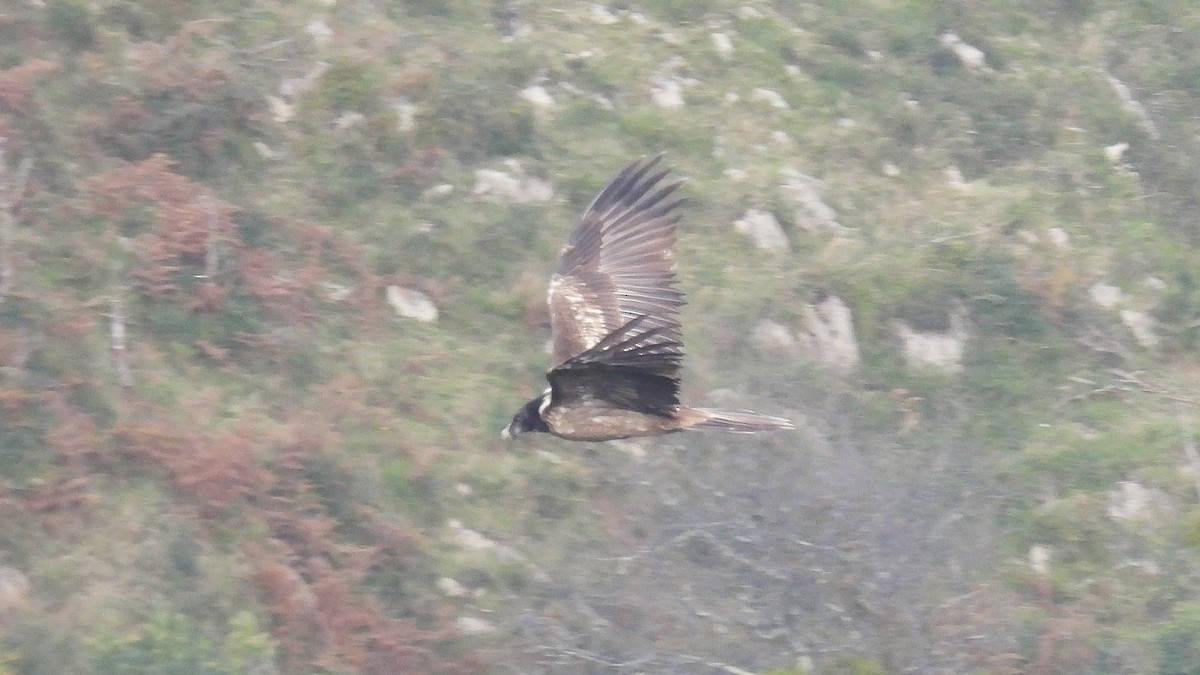 Bearded Vulture - ML643606240