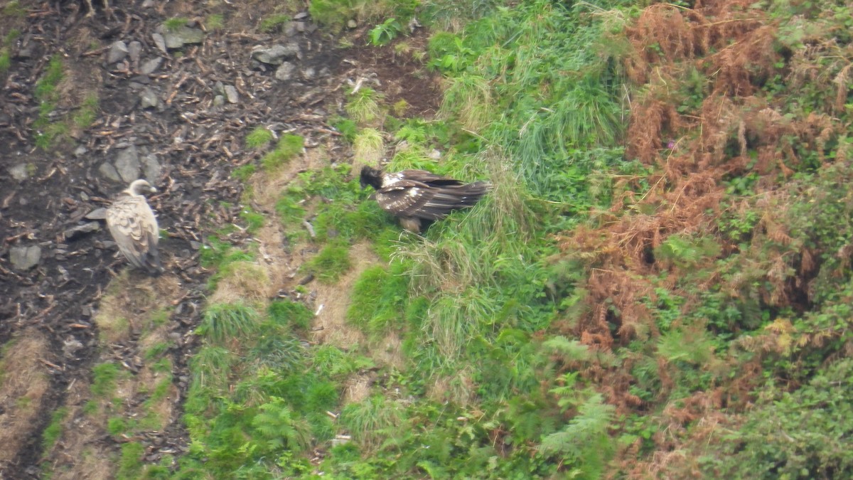 Bearded Vulture - ML643606242