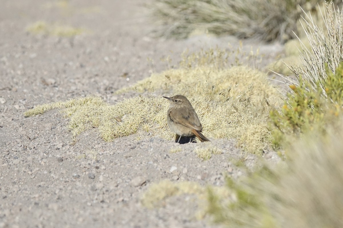 ミヤマカマドドリ - ML643606246