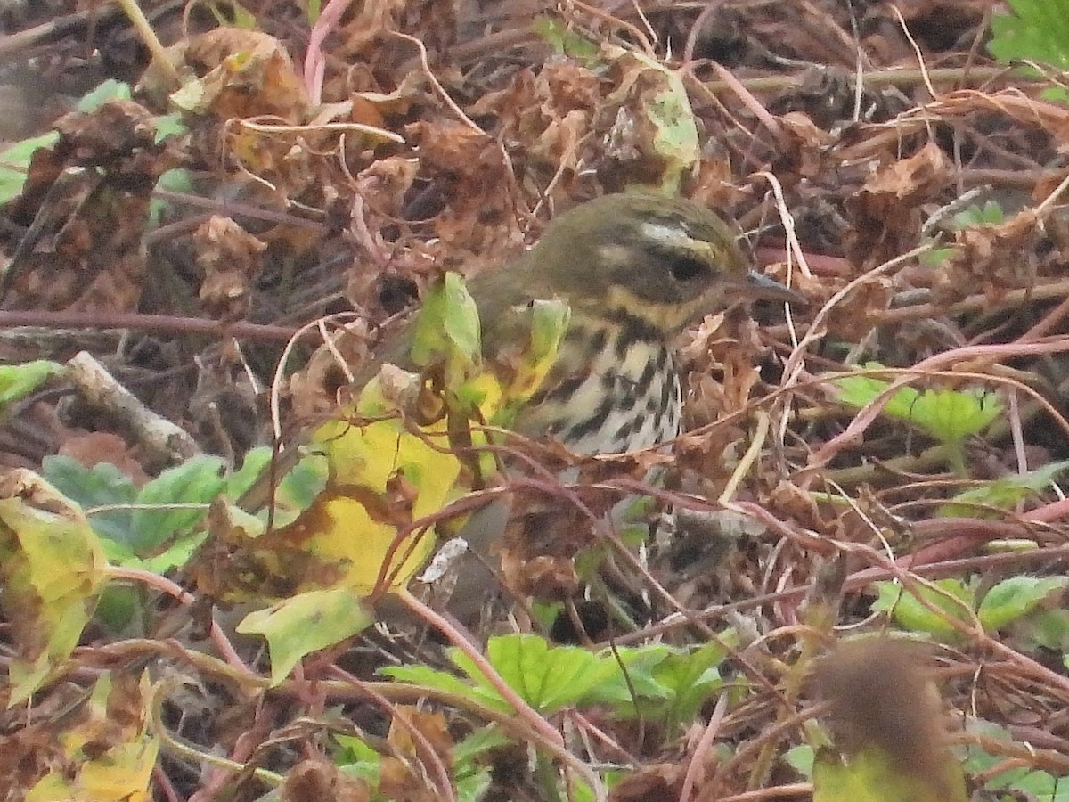 Olive-backed Pipit - ML643606277