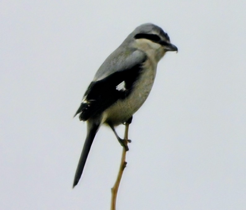 Northern Shrike - ML643606292
