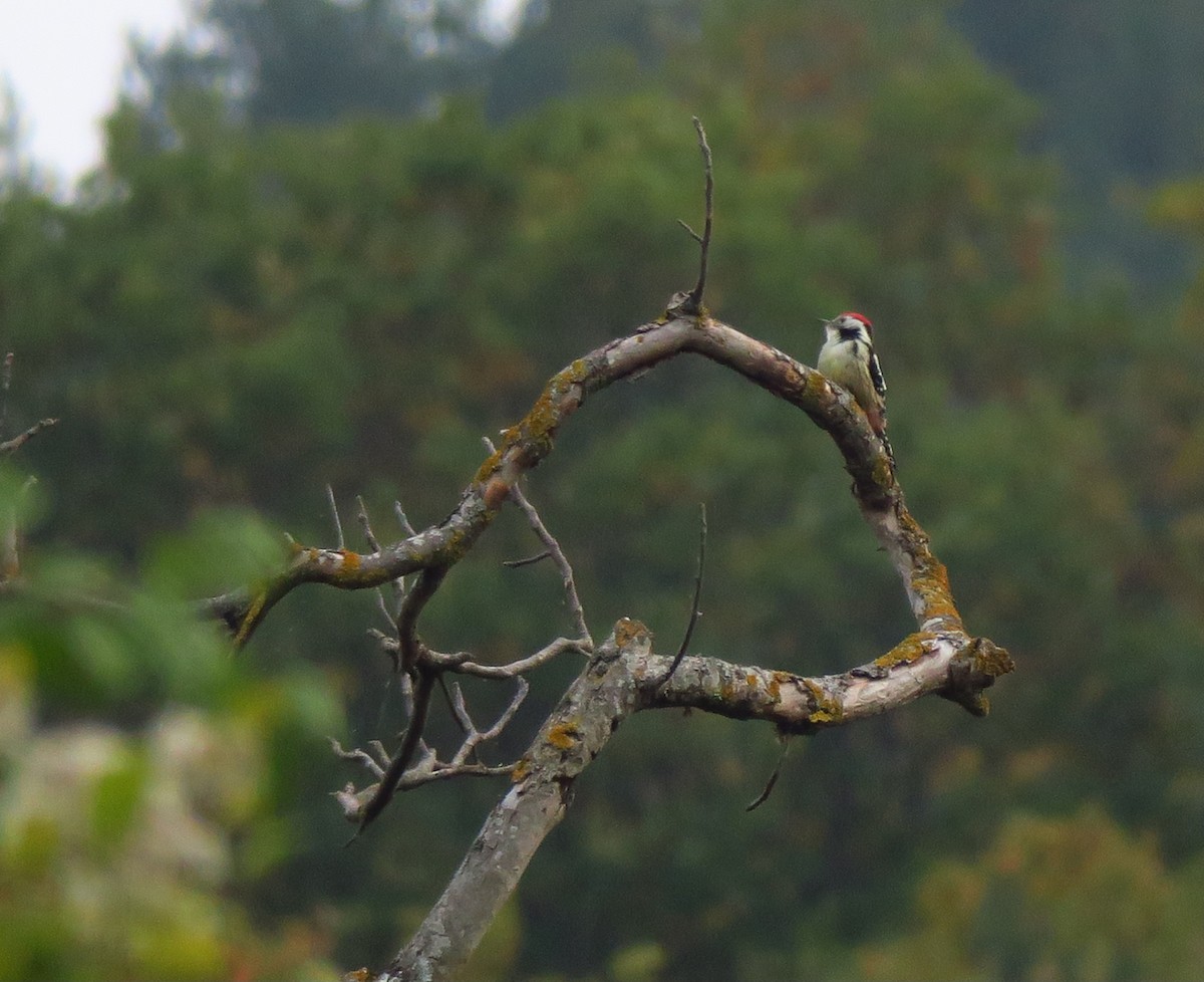 Middle Spotted Woodpecker - ML643606293