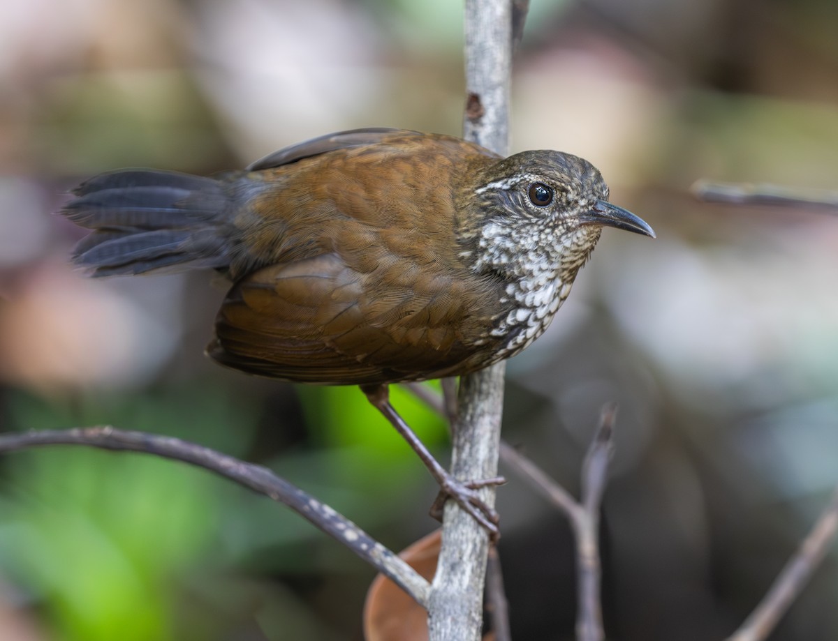 Sharp-tailed Streamcreeper - ML643606294