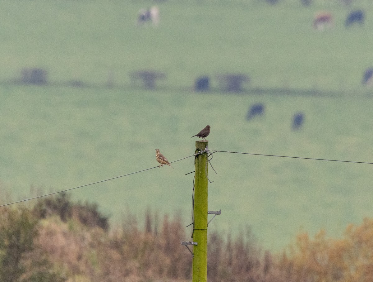 Mistle Thrush - ML643606322