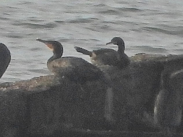 European Shag - ML643606323