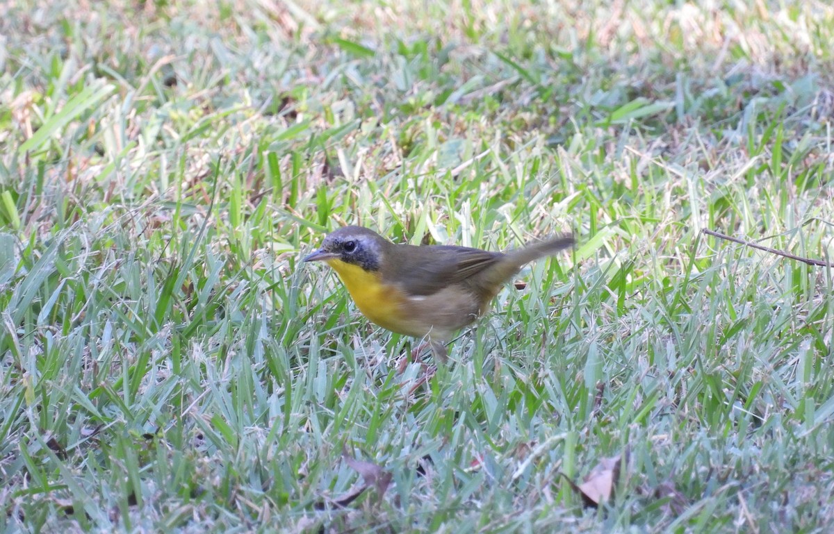 Common Yellowthroat - ML643606383
