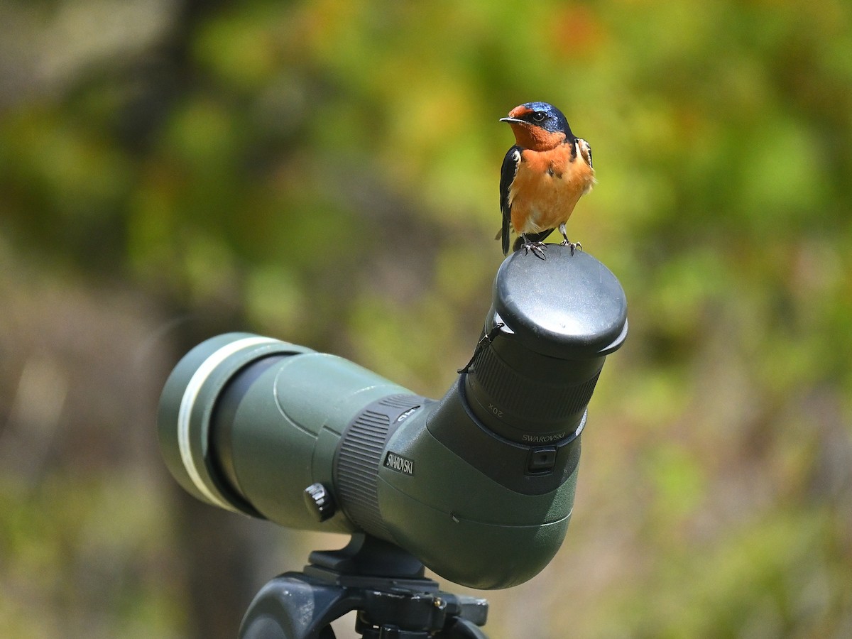 Barn Swallow - ML643606396