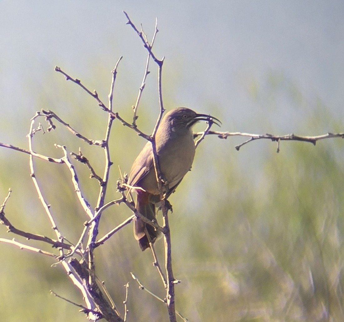 Crissal Thrasher - ML643606413