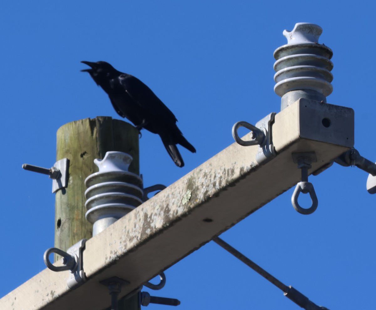 Fish Crow - ML643606424