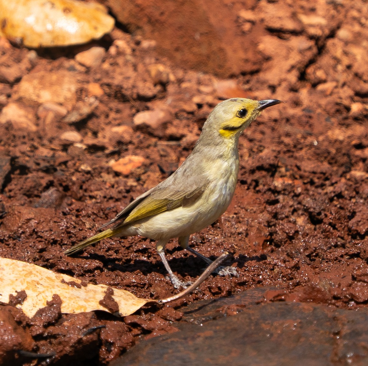 Yellow-tinted Honeyeater - ML643606430