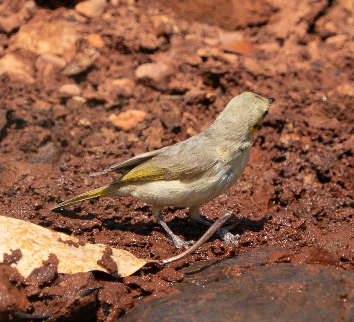 Yellow-tinted Honeyeater - ML643606431