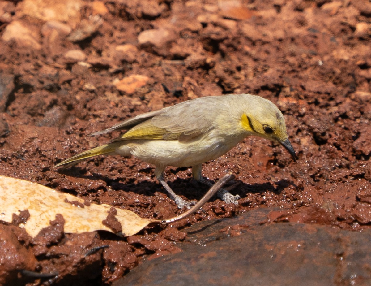 Yellow-tinted Honeyeater - ML643606432